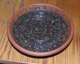 Pruebas semillas - centro TulipaCream1 F¹ - afuera TulipaNandaGuay F¹ 01